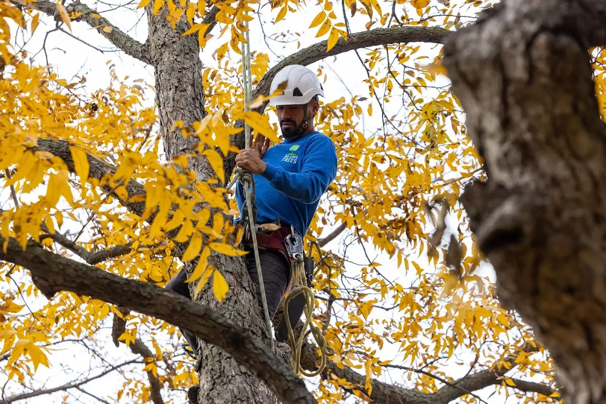 Skilled Tree Planing crew working in Caliente